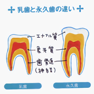 乳歯と永久歯の違い